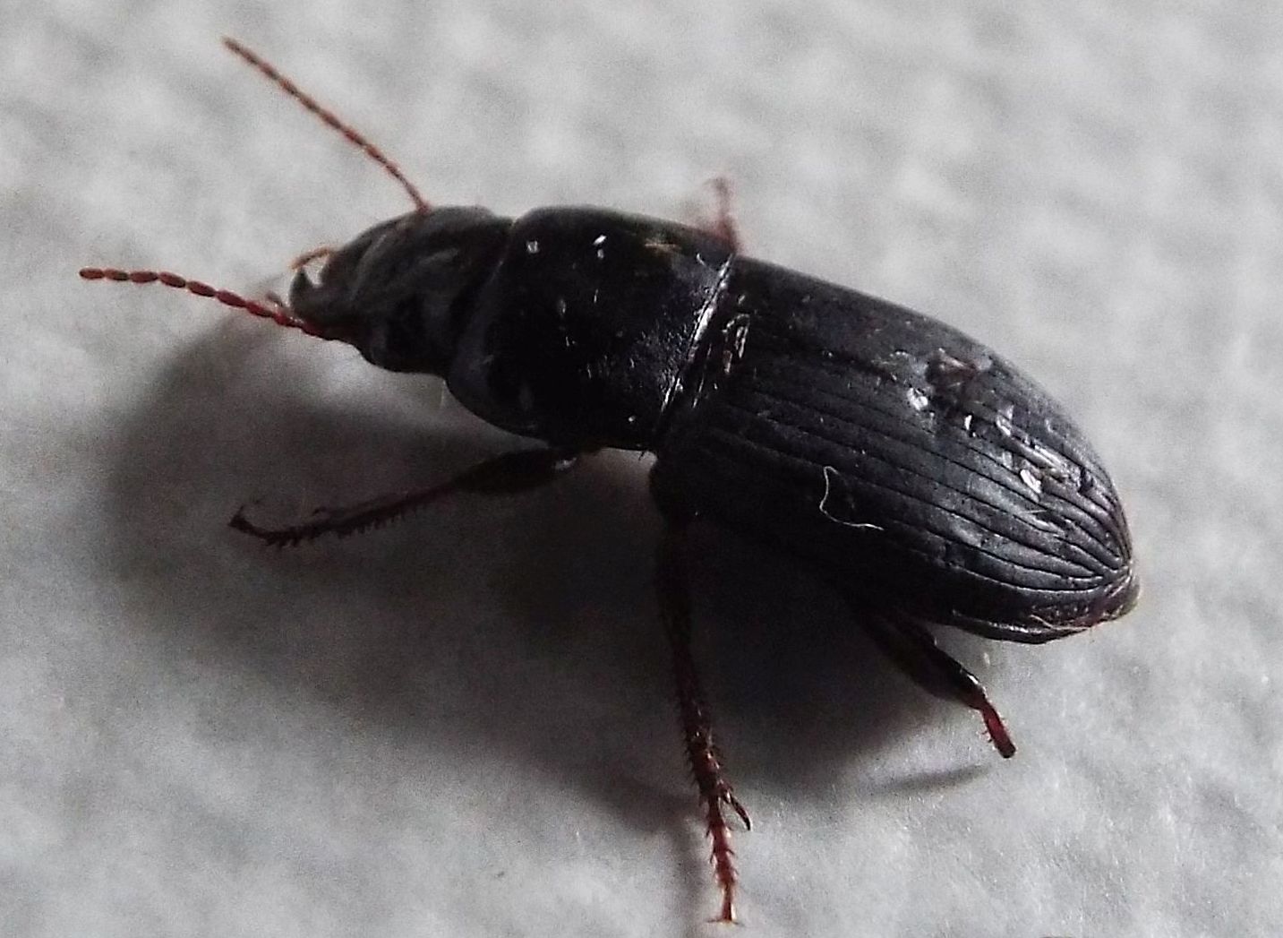 Harpalus cf. tardus - Carabidae